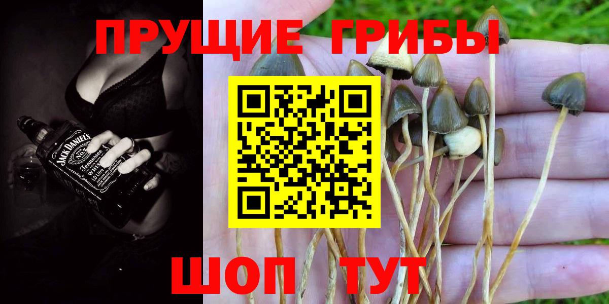 как найти   Псилоцибиновые грибы GOLDEN TEACHER  Вход с VPN  Славгород 